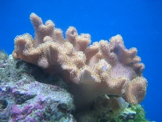 Die Pilzlederkoralle