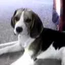 die "reinste" Unschuld vom (Ungarn..) ..Lande !