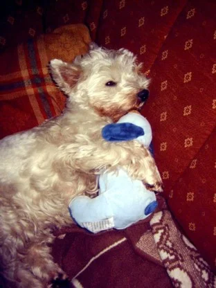 Dieser Weihnachtsstress