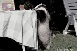 Diggi hat eine Neuigkeit_04.jpg