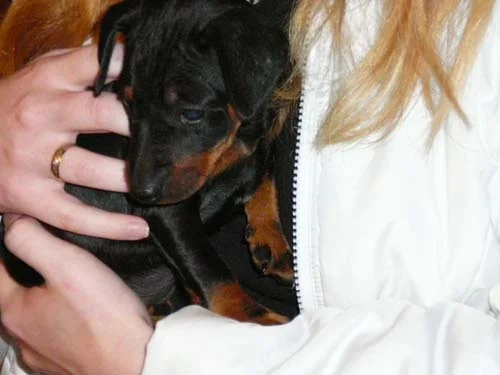 Dira in meinen Händen.jpg