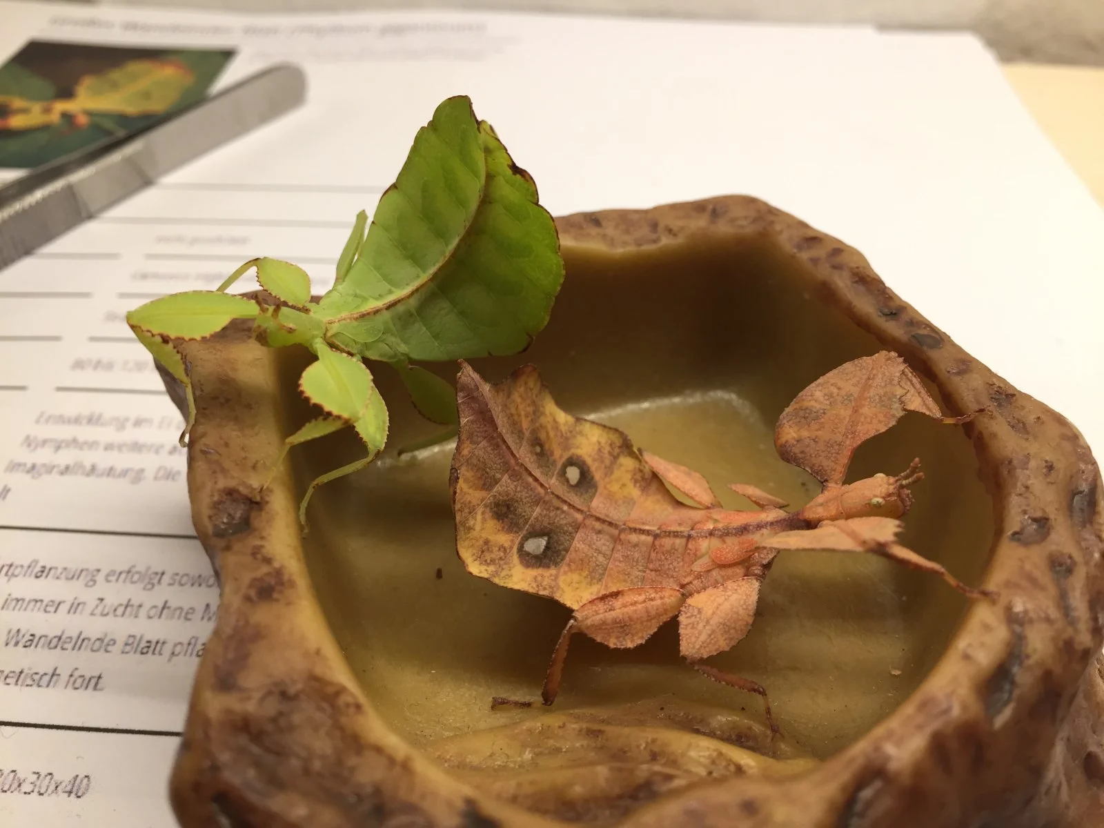 Doppelpack Wandelnde Blätter