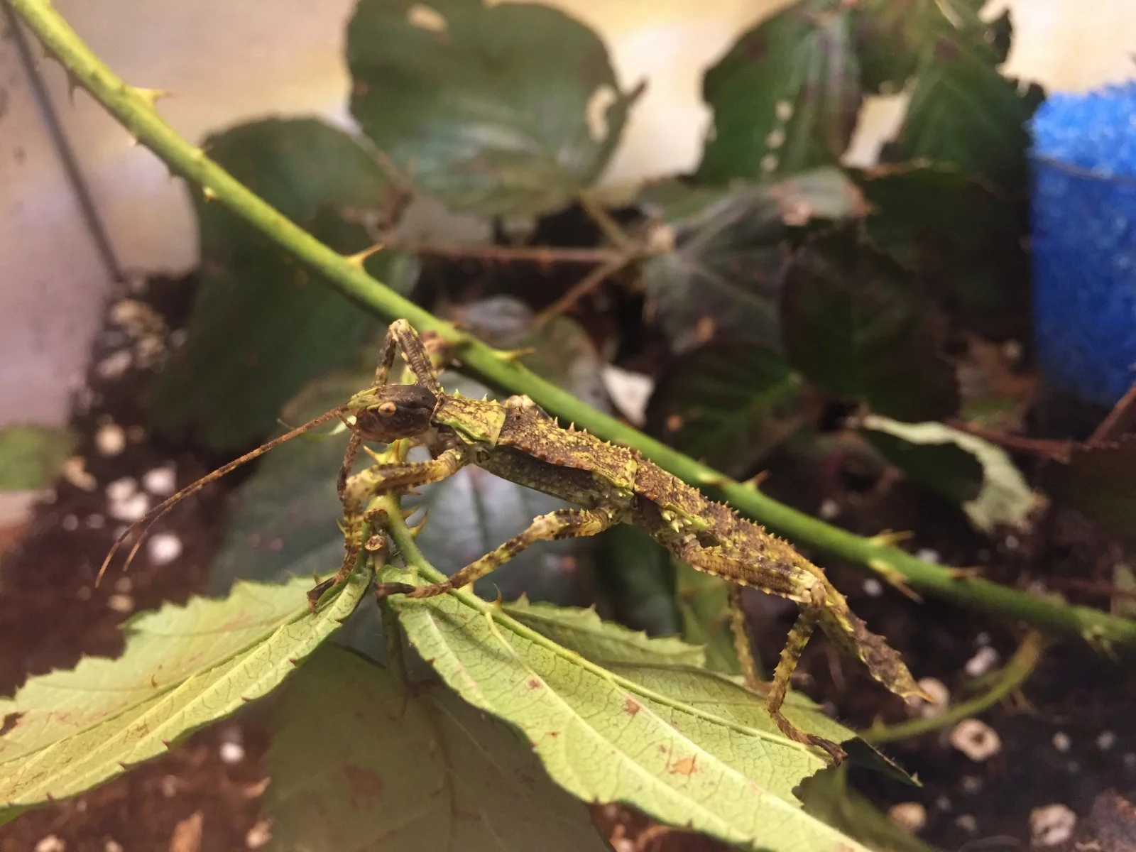 Dorngespenstschrecke Jungtier-Weiblich / Eurycantha calcarata