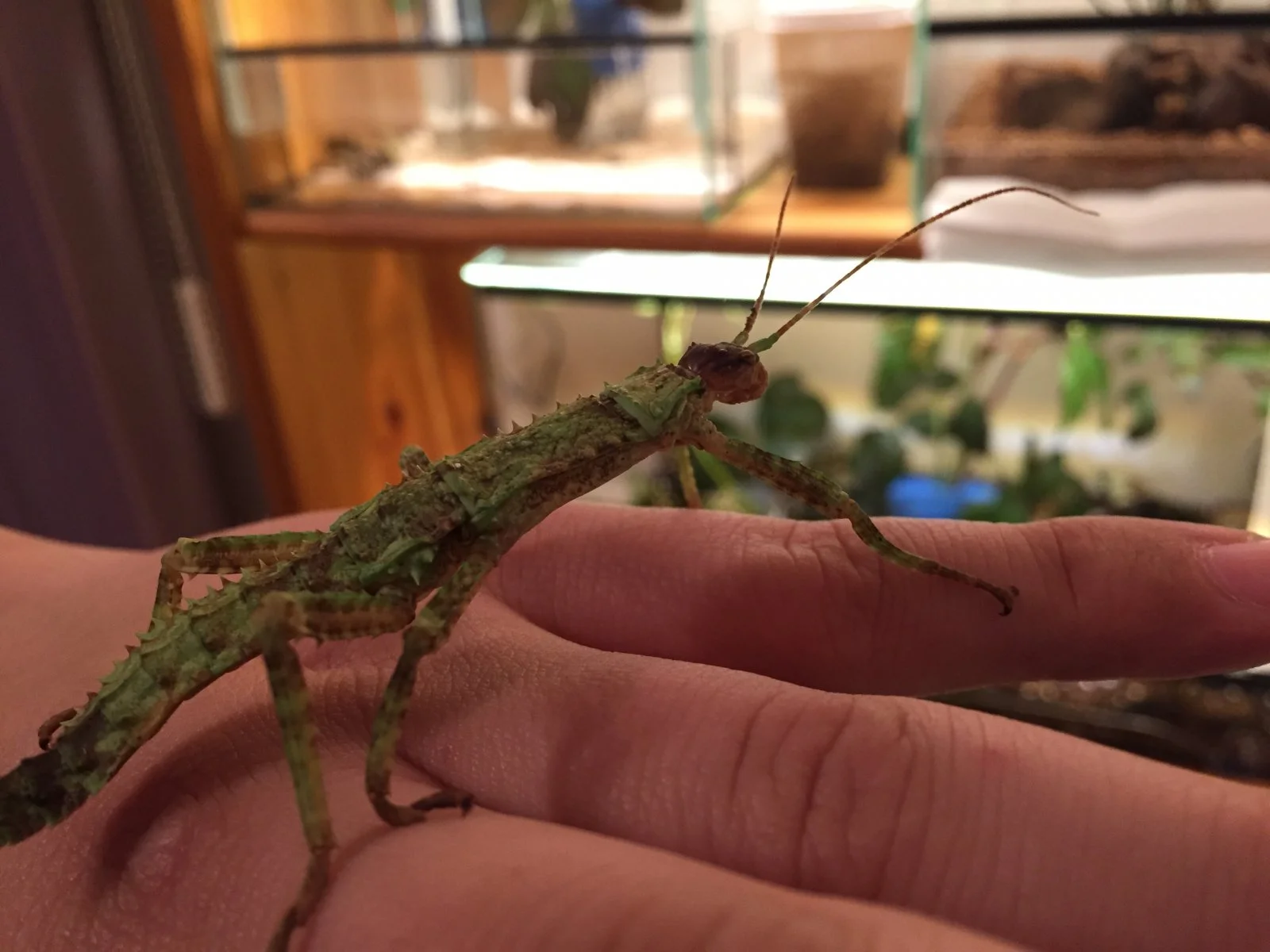 Dorngespenstschrecke Jungtier-Weiblich / Eurycantha calcarata