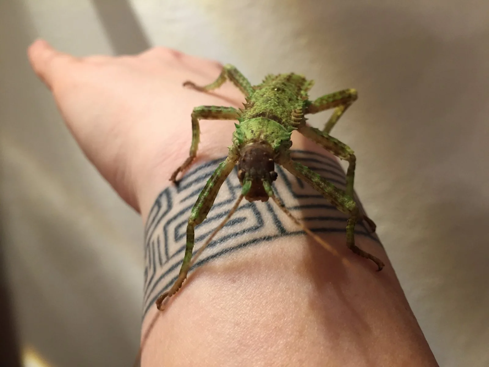 Dorngespenstschrecke Jungtier-Weiblich/ Eurycantha calcarata