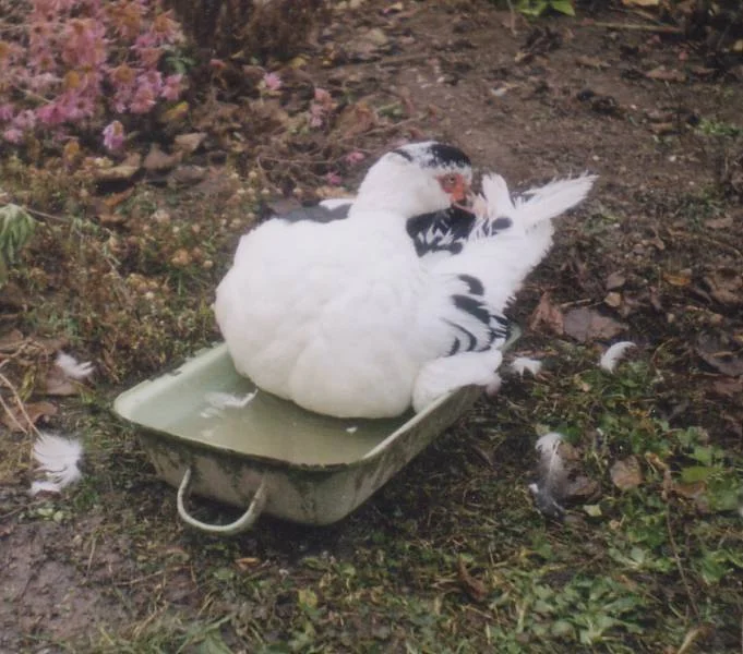 Drick in der Bratpfanne