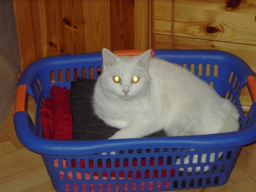 Du HATTEST mal frische Wäsche...