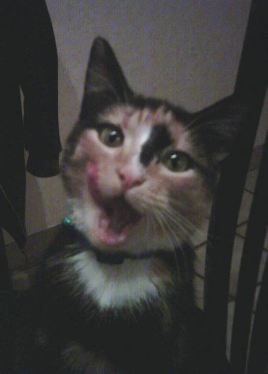 Du wirst uns fehlen Cheyenne =(