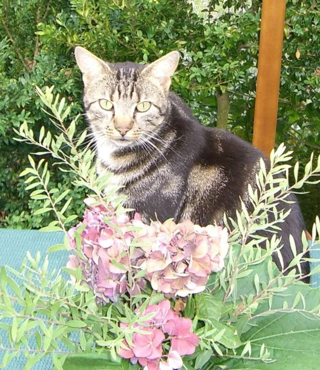 ........ durch die Blumen ......