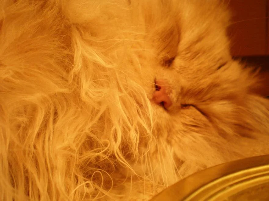 Egon die Schlafmütze