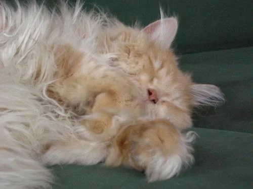 egon ist soooo müde....