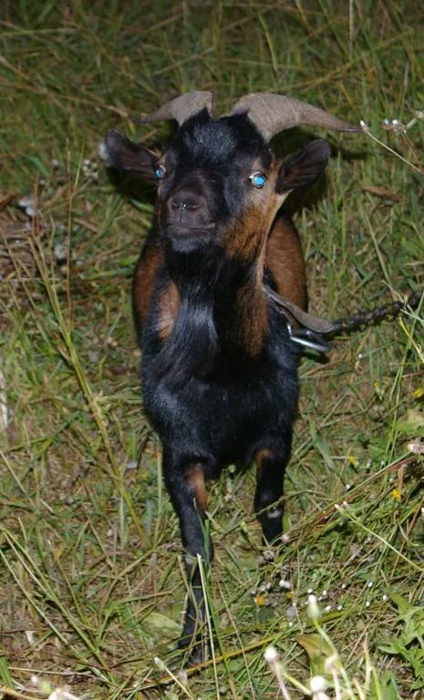 ein kleiner Ziegenbock ...