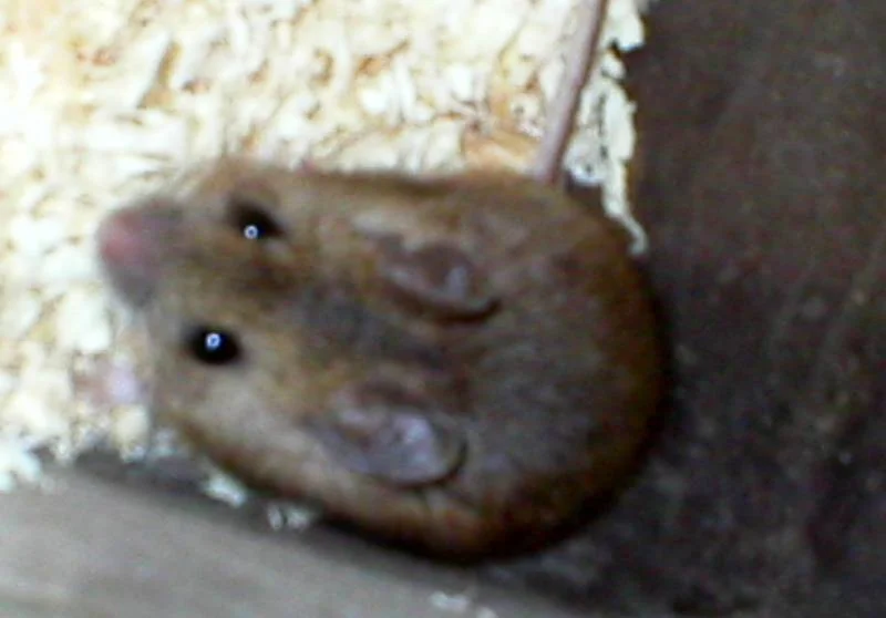 ein mäuschen namens speedy