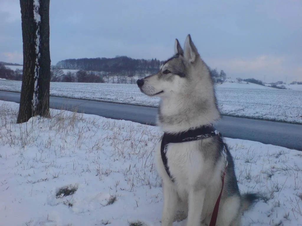 Ein schöner Wolf;-)