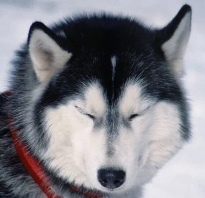 Ein süsser Sibirischer Husky.