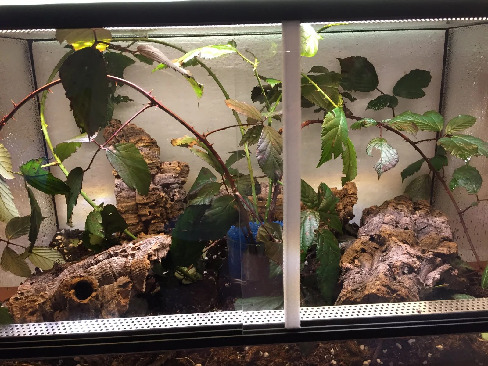 Eines meiner Terrarien für meine Dorngespenstschrecken Jungtiere