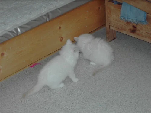 Elias mit Brüderchen