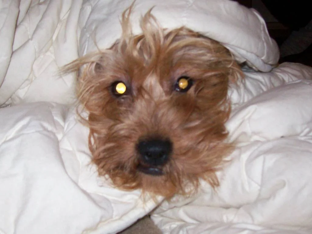 Elly und Ihre Verstecke