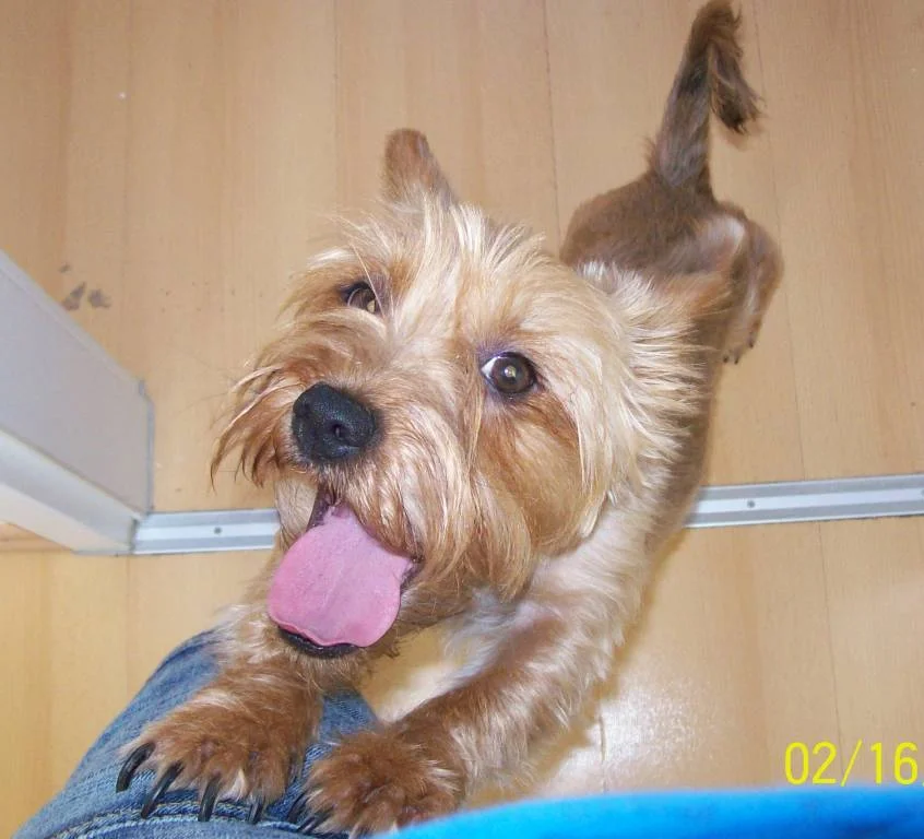 Elly vor dem Gassi gehen