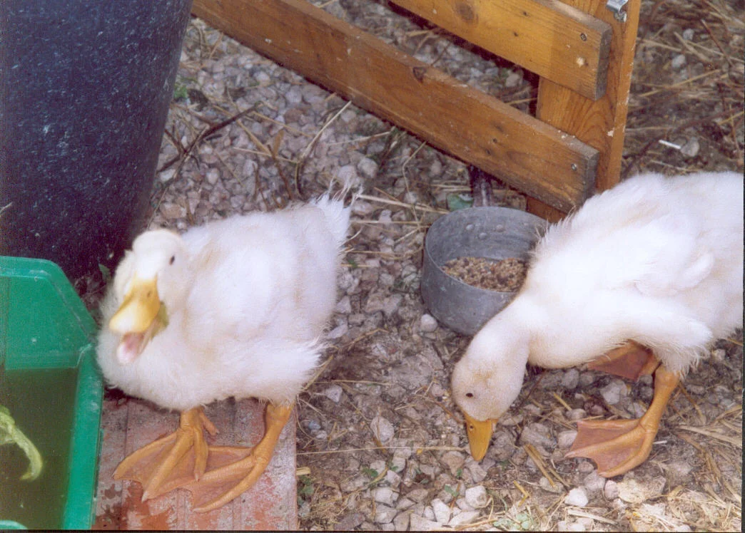 Entchen 3 Wochen.jpg