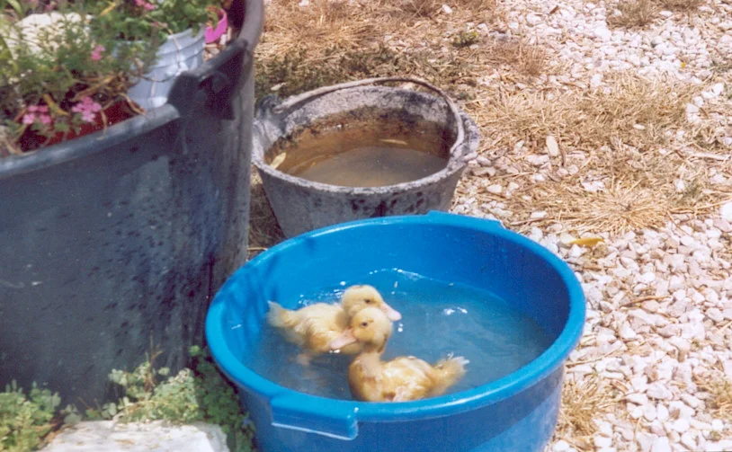 Entchen, beim Wasserplantschen.jpg