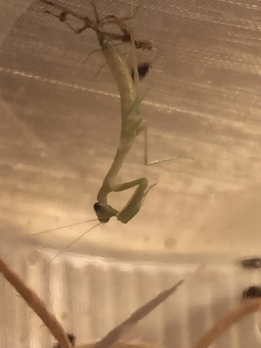 erste Häutungen bei meiner Nachzucht von Hierodula membranacea