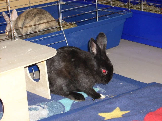 Finchy beim Futtern und Chazzy beim putzen =)