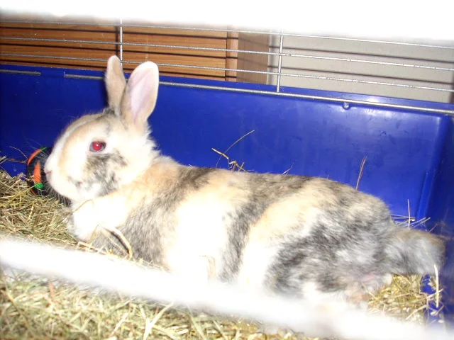 Finchy beim Schlummern *hihi*