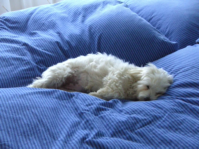 Flocke mit Frühlingshaar(fell)schnitt