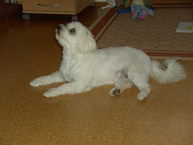 Flocke mit Sommerhaar(fell)schnitt