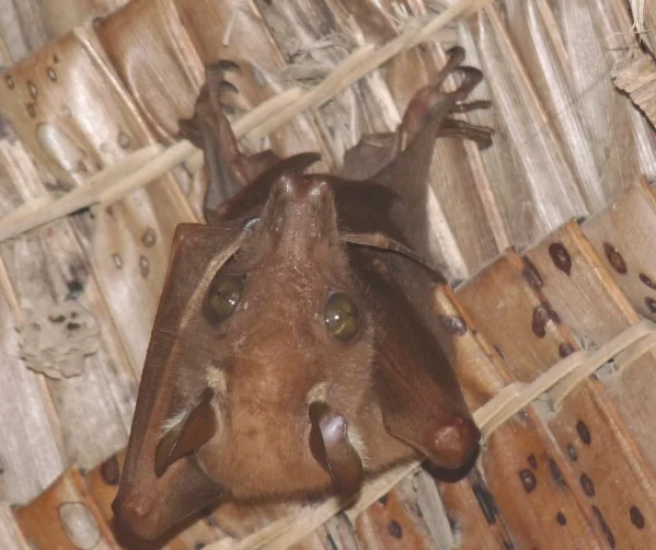 flughund, fledermaus