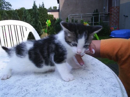 fotos daggi 003.jpg1.jpg