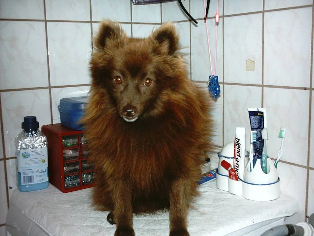 Foxi unser Spitz