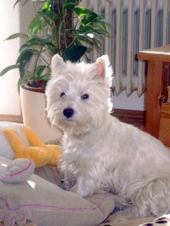 Frauli was willst du........?