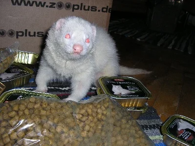 Fridolin vor einem Jahr: gesund und munter