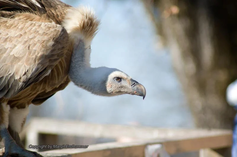 Fühlst du dich angestarrt?