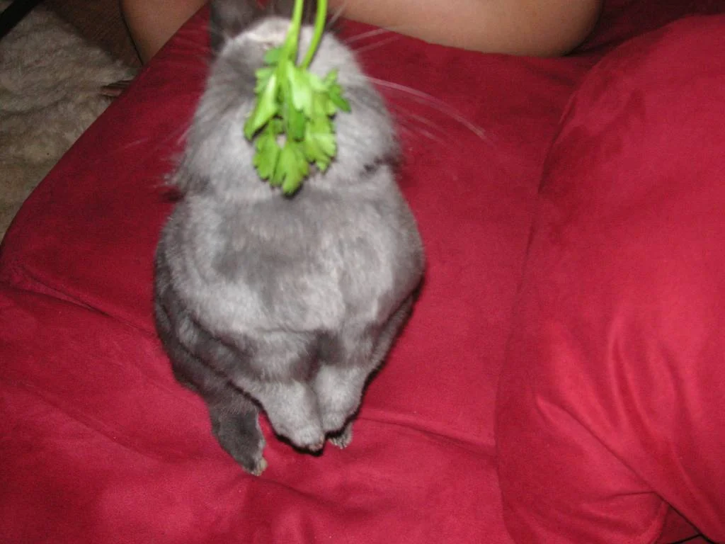 für petersilie tue ich alles...mampf