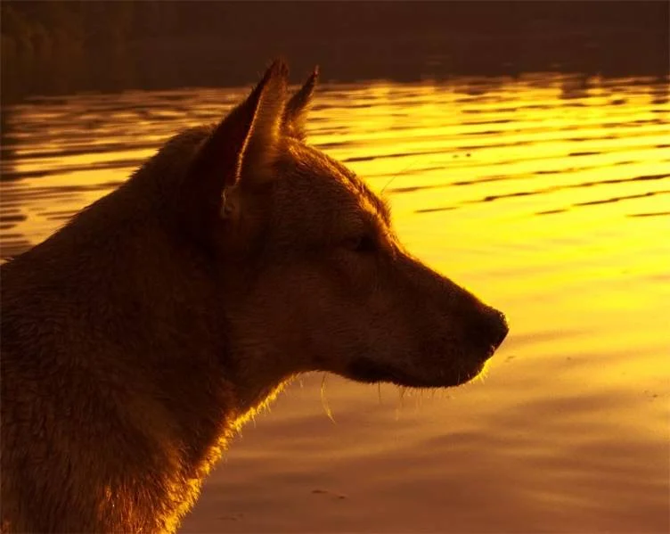 Funny im Sonnenuntergang