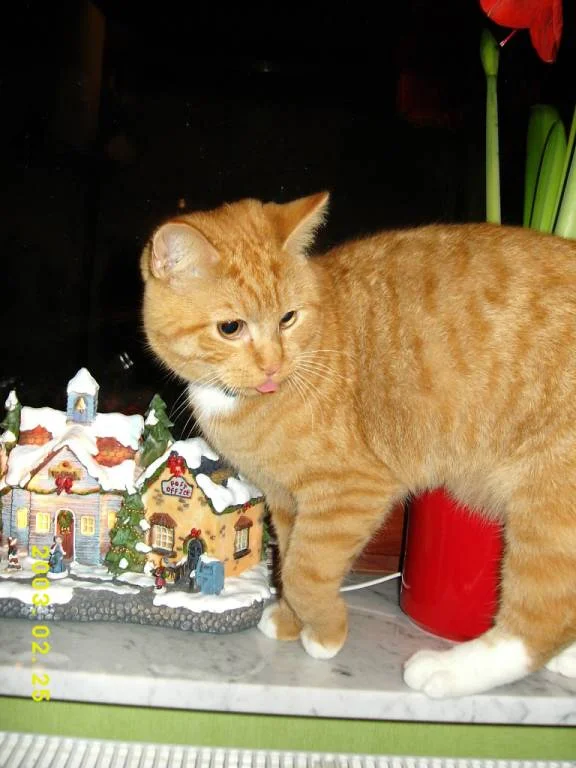 Fussel in der Weinachtsdeko