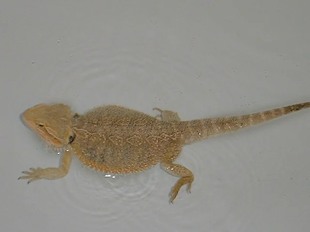 Gandalf der Graue - mit oranger Färbung