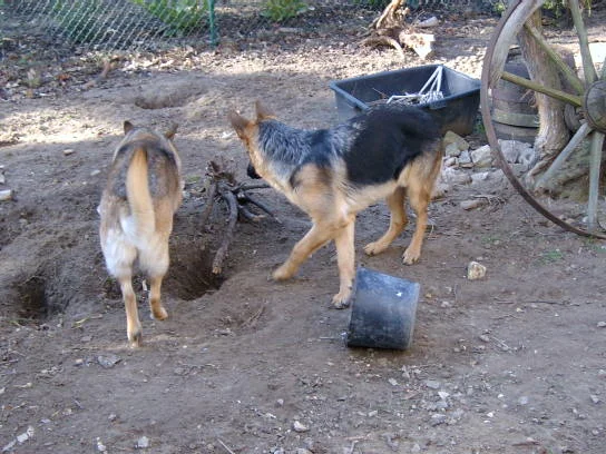 Garten, designed by dog