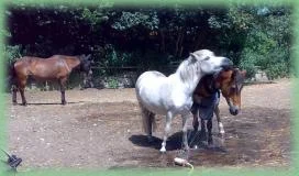 Gauner schubst Joschi beim Duschen!.jpg