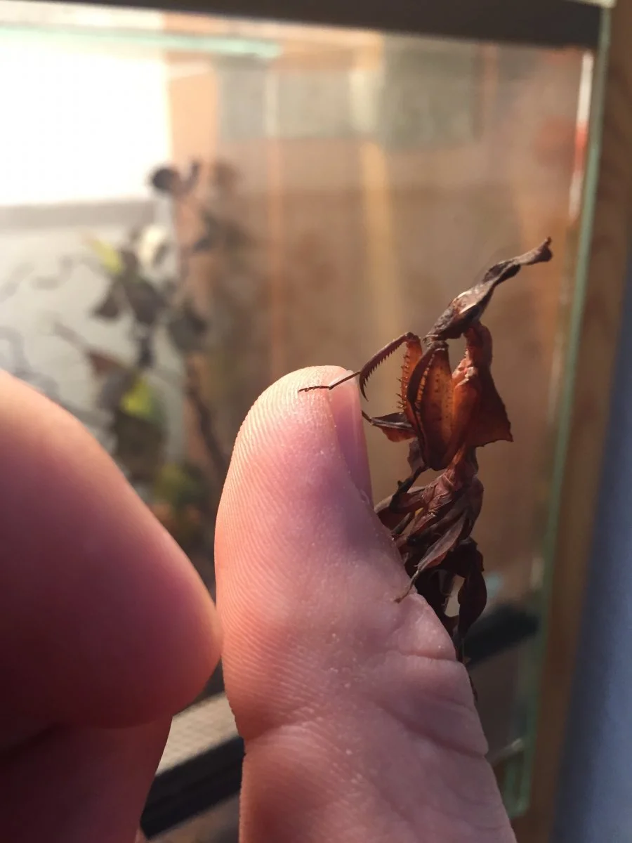 Geistermantis Weiblich / Phyllocrania paradoxa