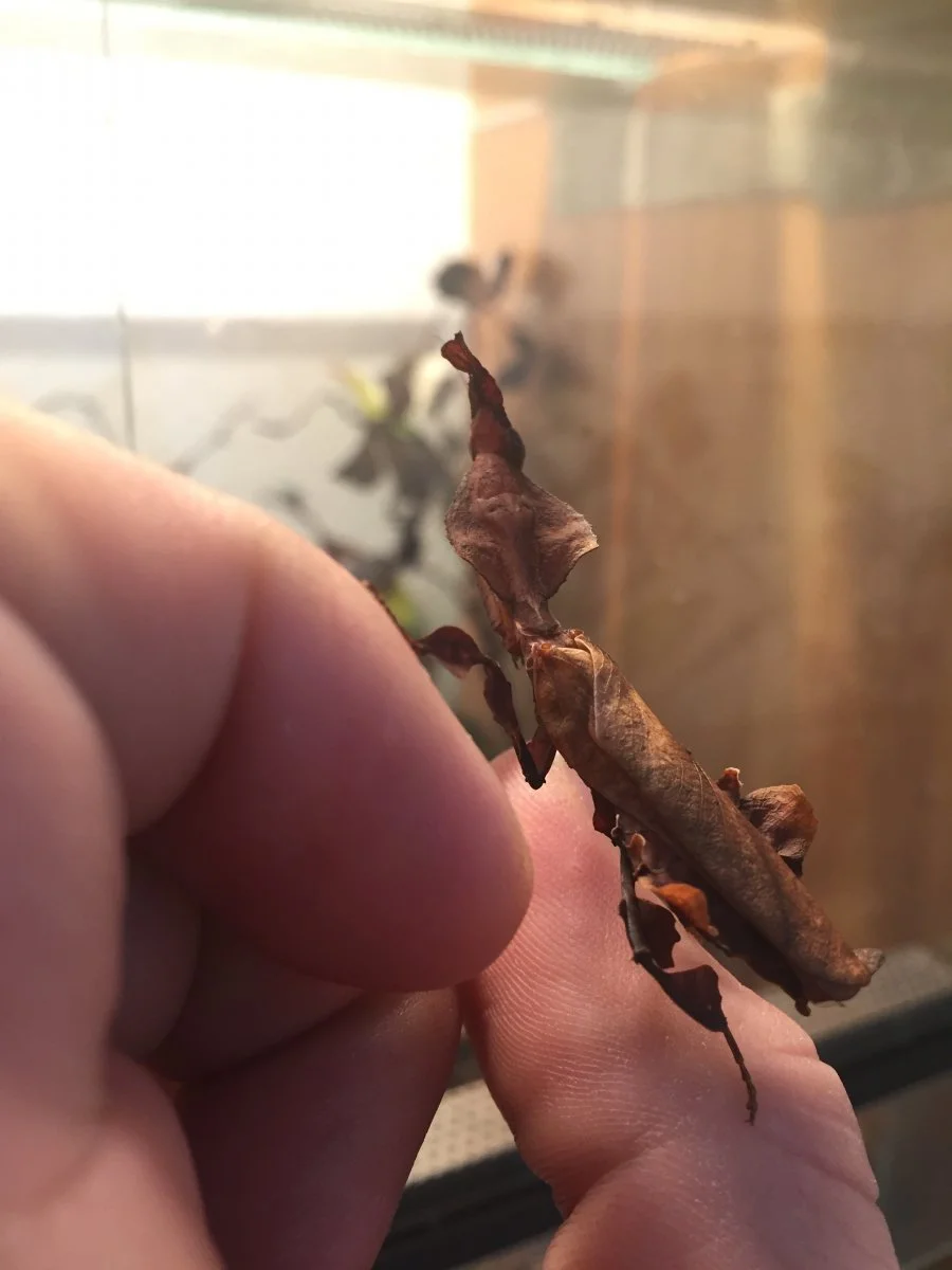 Geistermantis Weiblich / Phyllocrania paradoxa