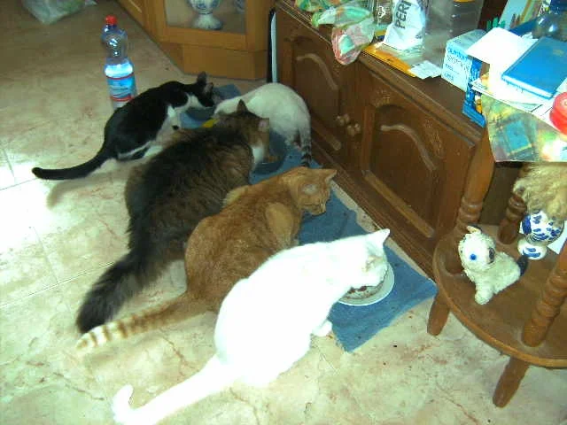 gemeinsame Mahlzeit  01.11.08.jpg