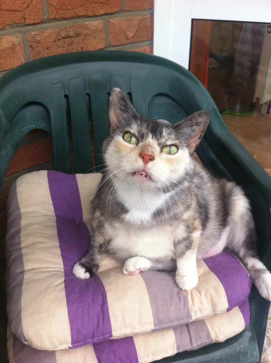 Gemischt 12082014 026.JPG