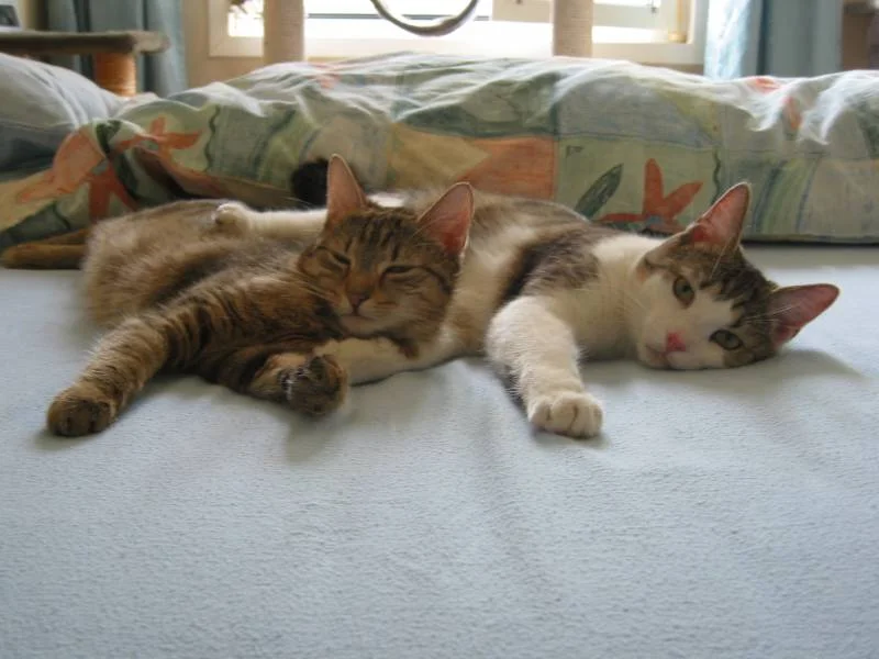 Gemütliche Gemeinsamkeit