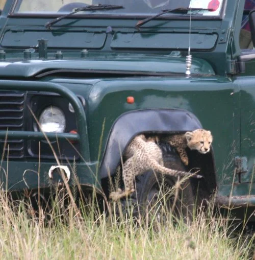 gepardwelpen spielen im autoreifen