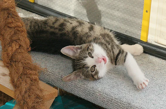 Germanys next TopCatModel