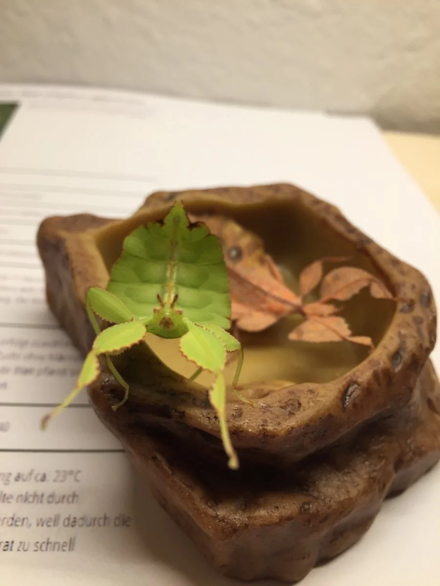 Gib mir einen Kuss..